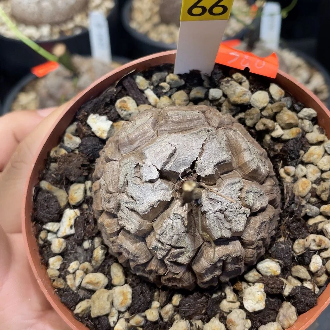 龟甲龙66号不退换