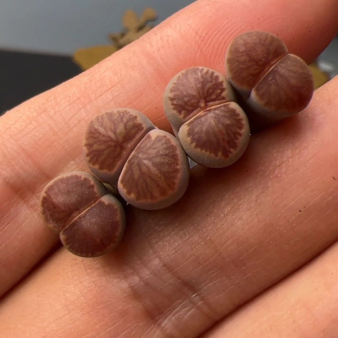 【闪购商品】000000027