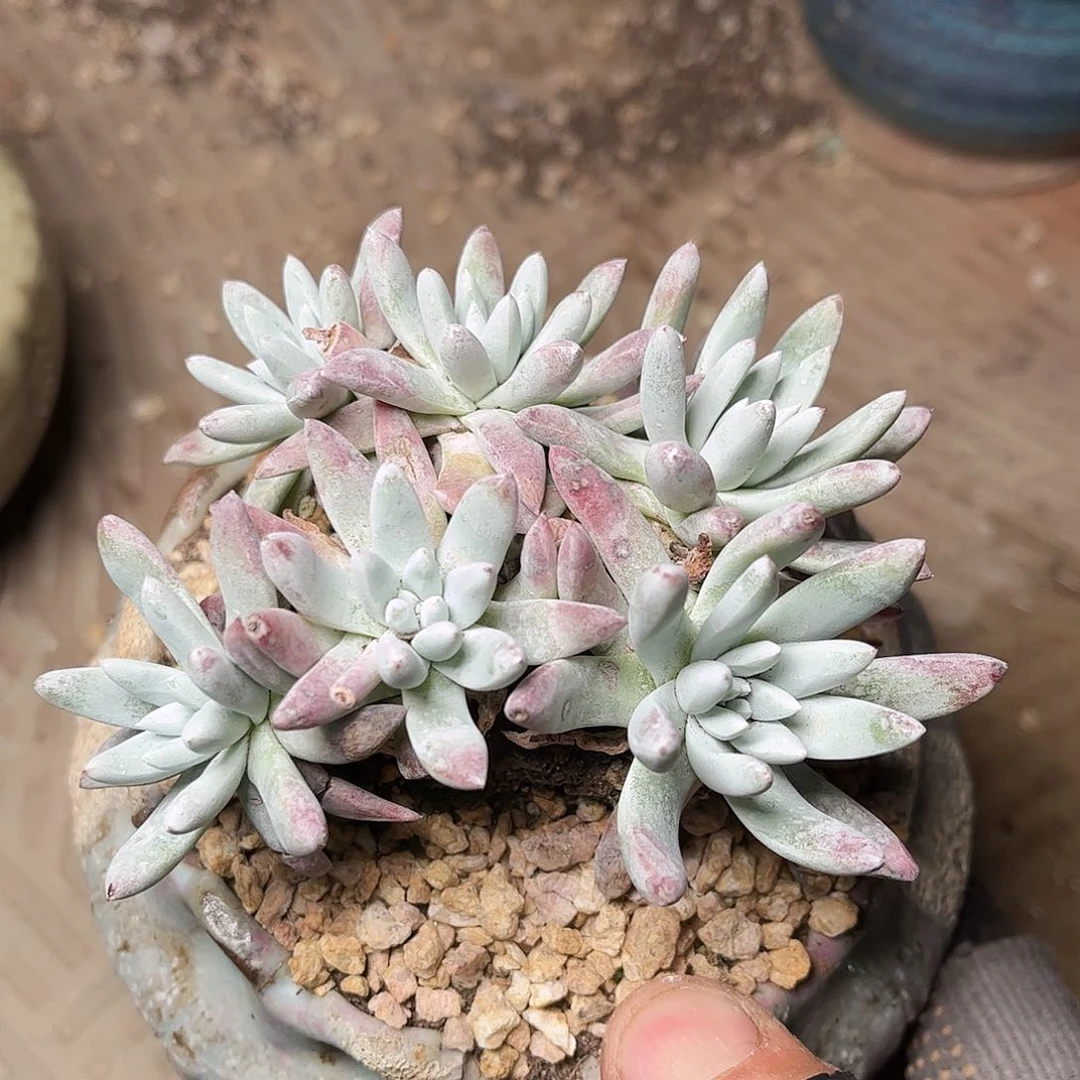 8410海瑟白菊仙女杯多肉