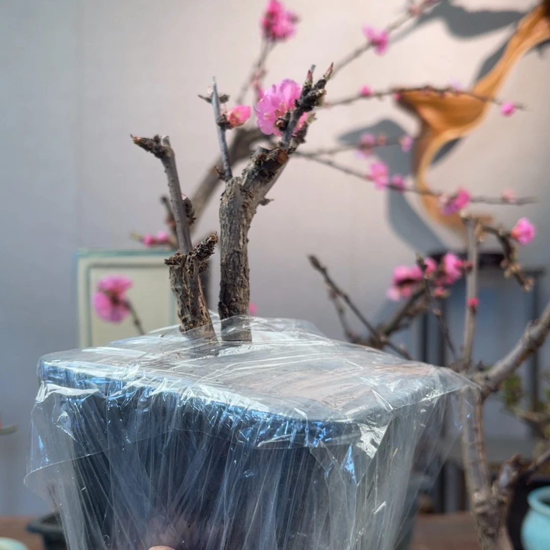 微月季盆景111111绿*C