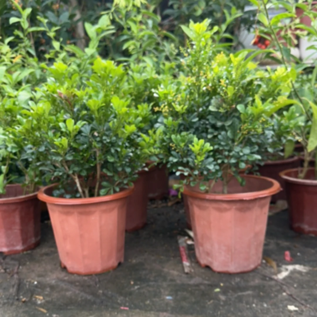 米兰花（黄金万两）开花清香