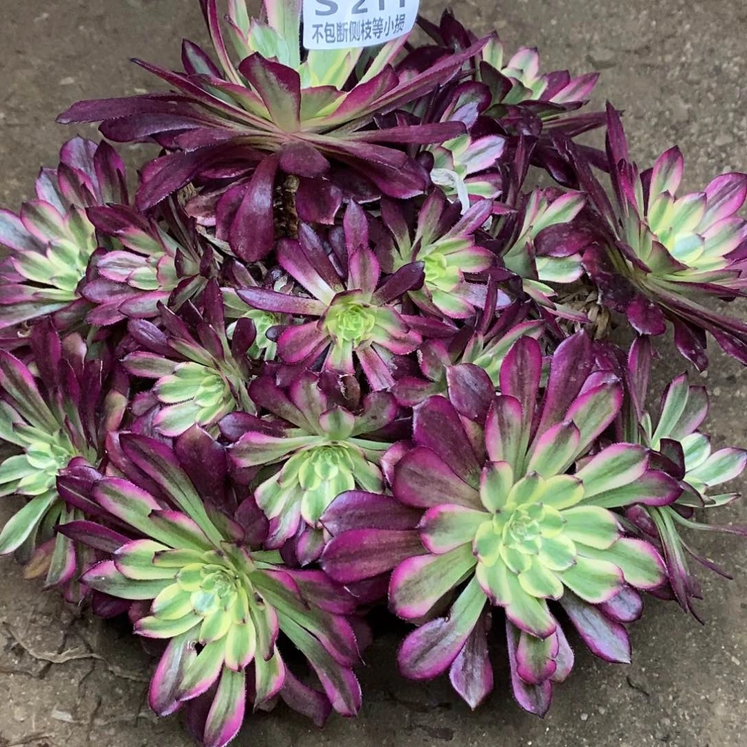 211舞天姬黑拉丝多肉法师锦