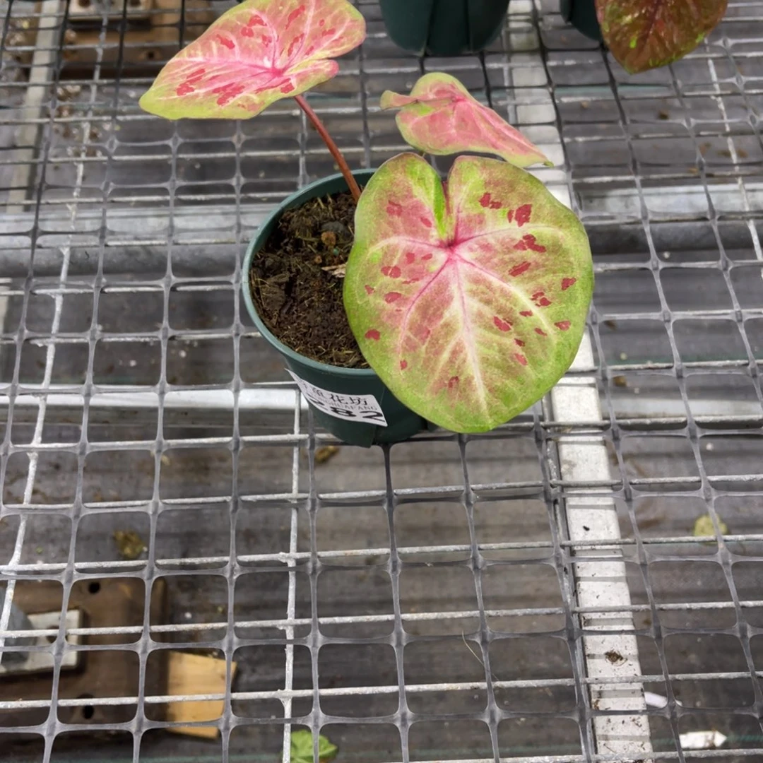 f***i无花朵              282芭提雅不包售后