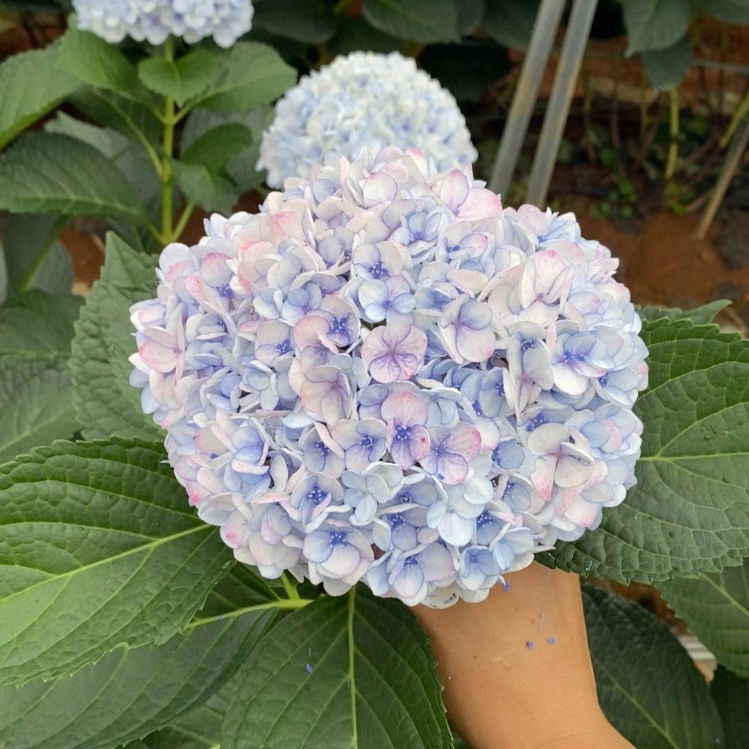 91号绣球/有色差介意勿拍/3单冷链包邮/偏远补运费发德邦