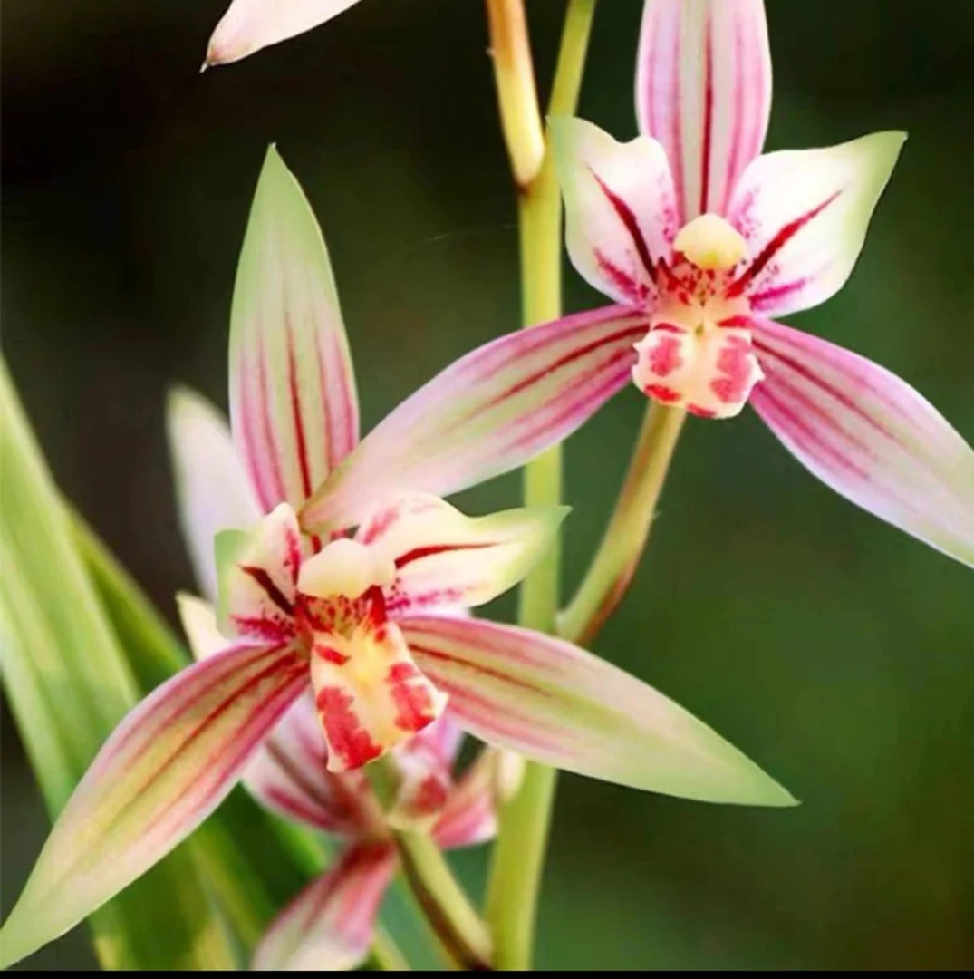 兰花建兰铭品【贵妃醉酒3-5支花剑】四季开浓香型鲜花绿植