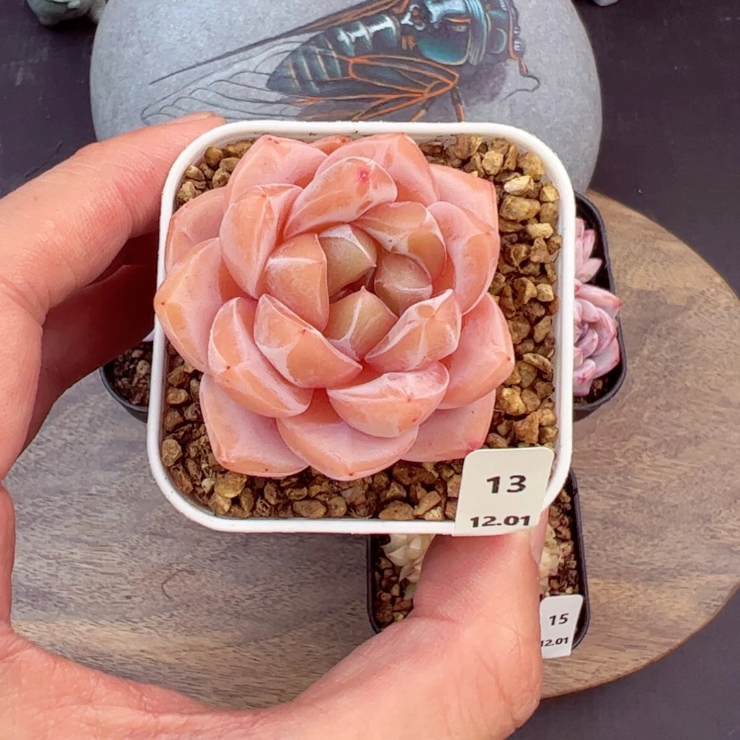 好好看13、哈哈哈哈哈