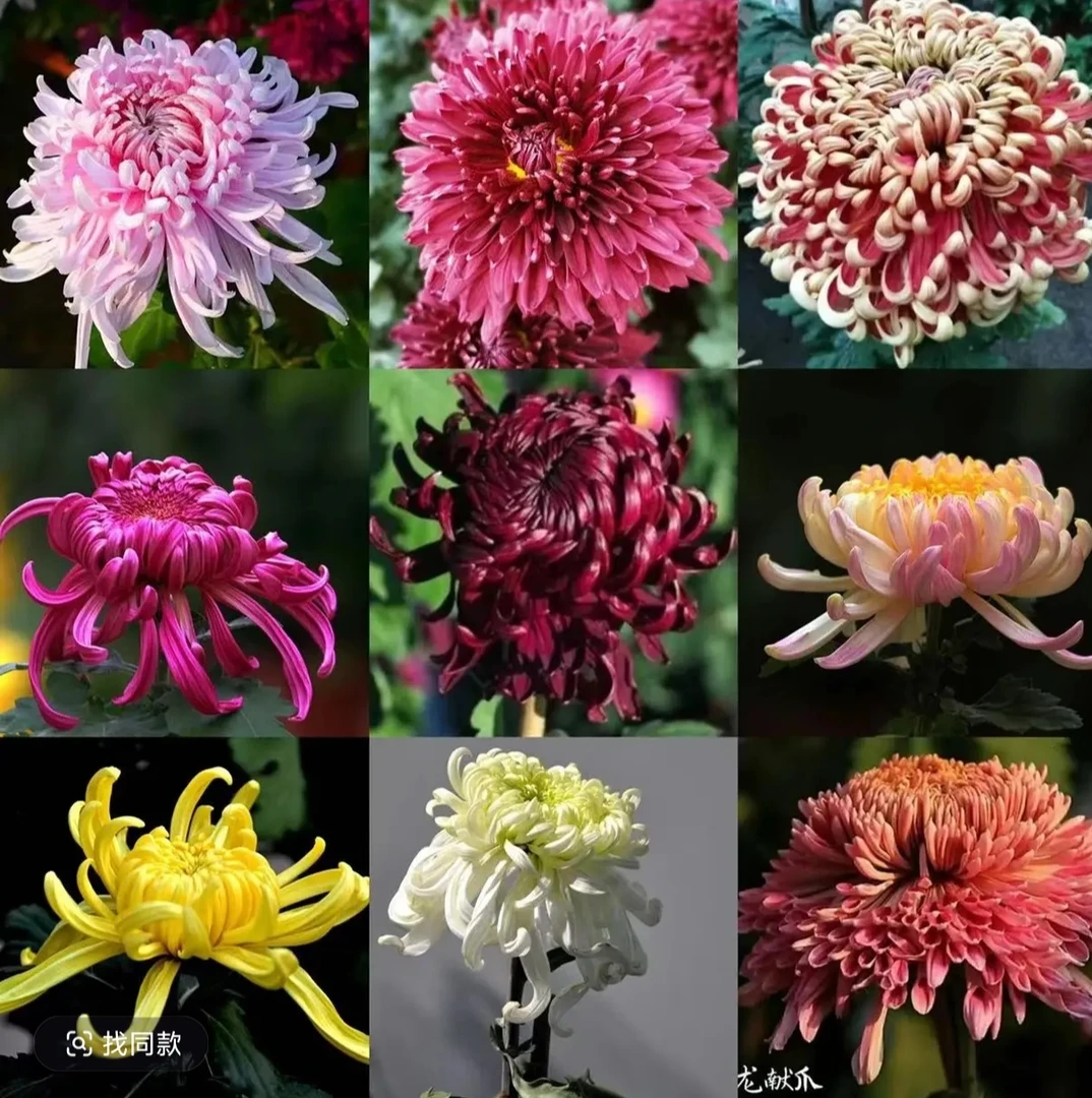 九月菊花【福利开盲盒】随机一颗菊花不挑选不备注品种