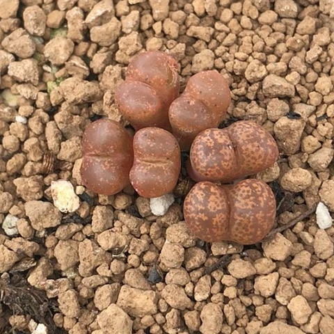 多肉肉锥 橙红勋章