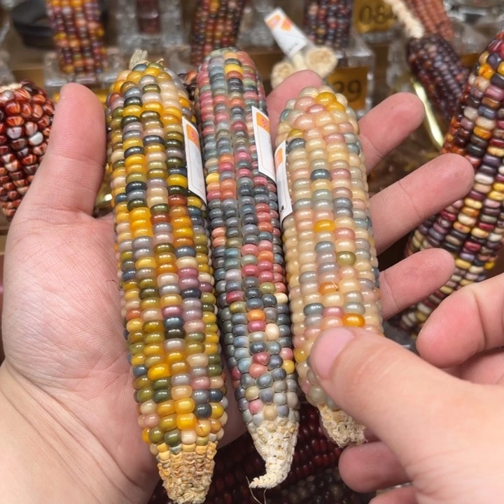 柏香籽/百香籽吊坠Y***贝