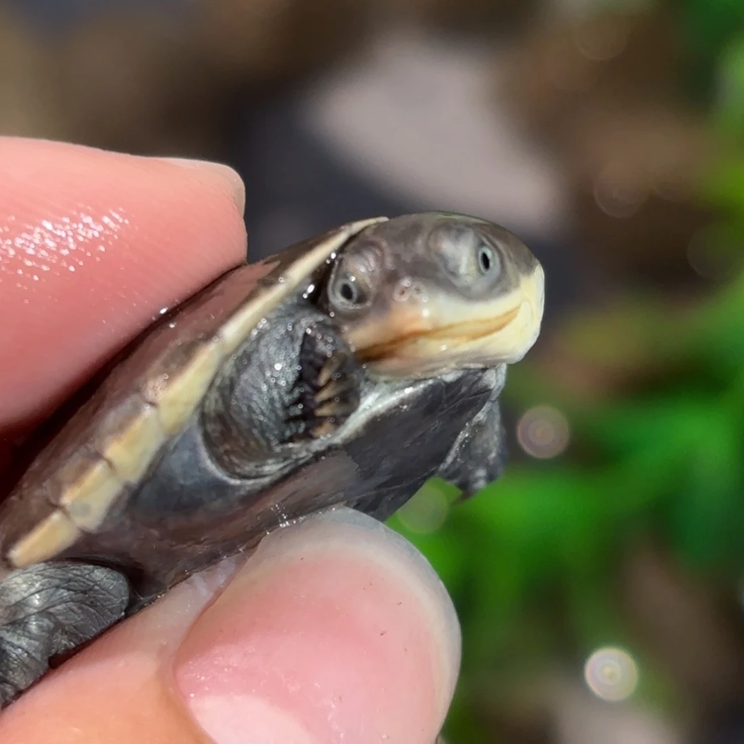 宠物龟不分公母全品沼泽