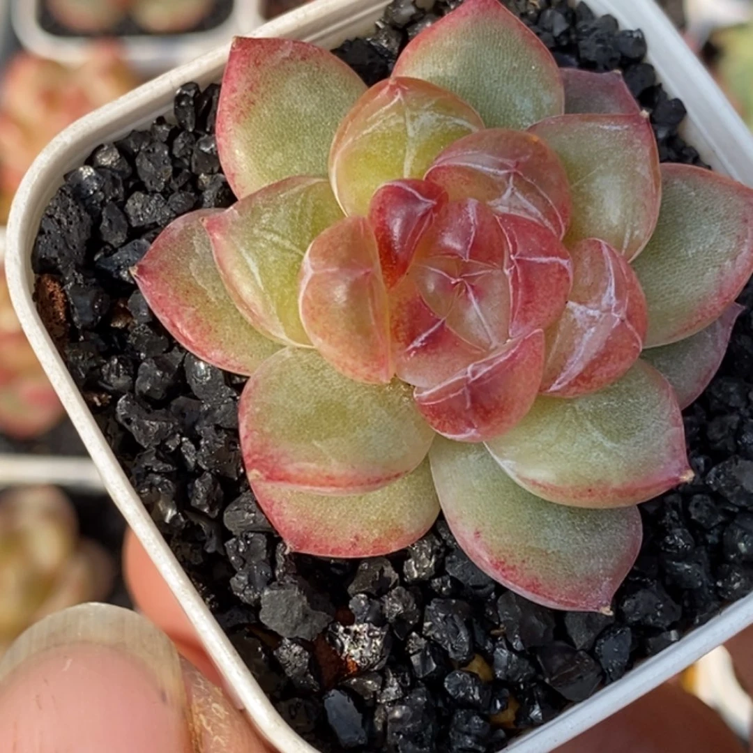 天官官赐福百无禁忌