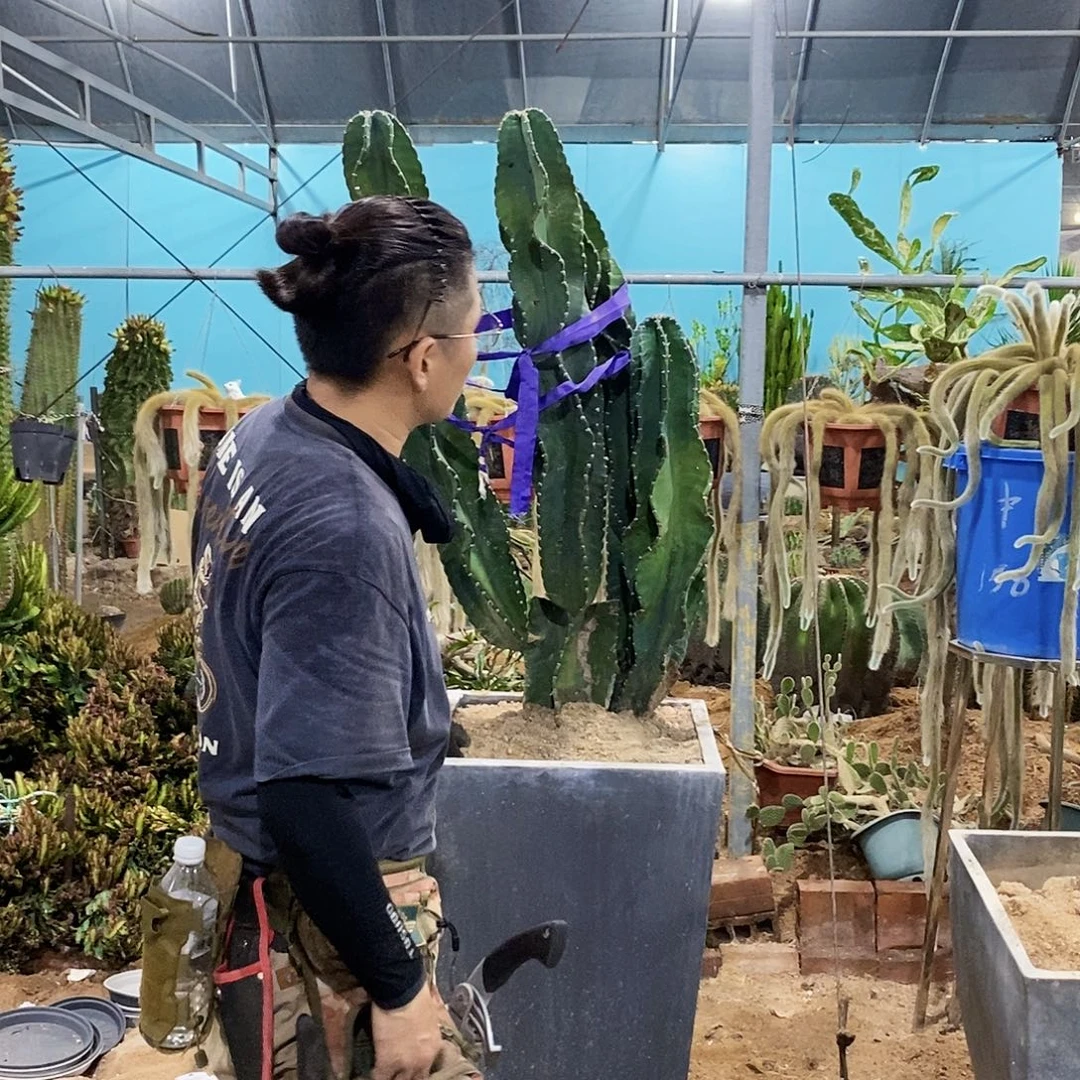 1号秘鲁苹果母头4个侧枝