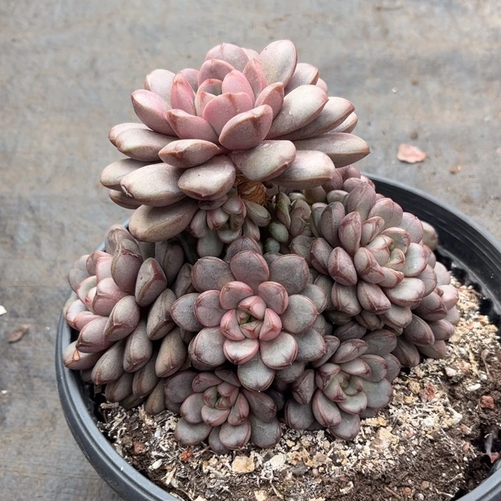 葡萄多肉植物8450