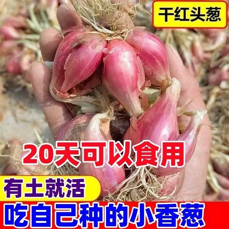 四川四季盆栽蔬菜红葱头黄葱头火葱头小香葱葱头