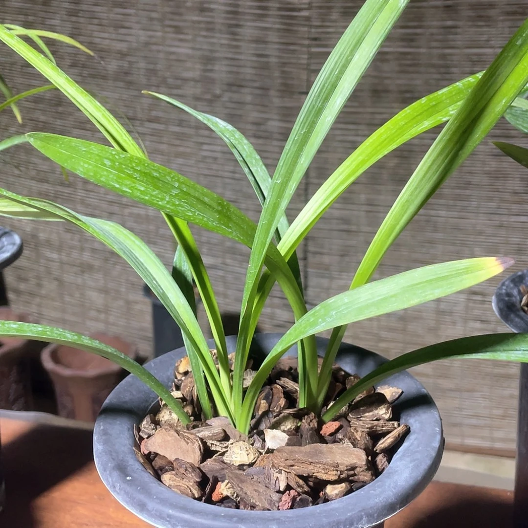当前无花栽培后可以开花
