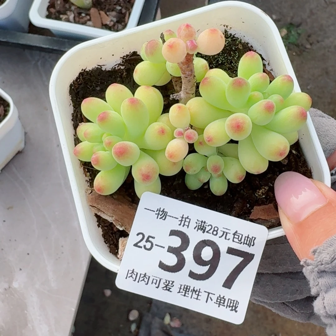果冻乙女心无盆土发货无