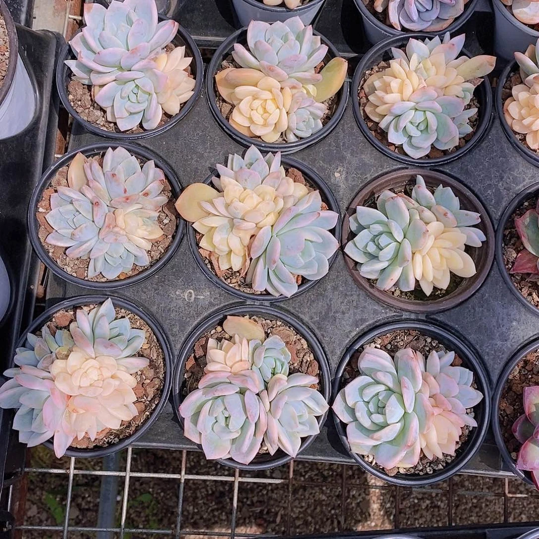 0605- 梦露锦福利一颗 量拍