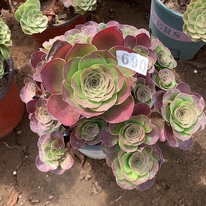 多肉植物魅金690号
