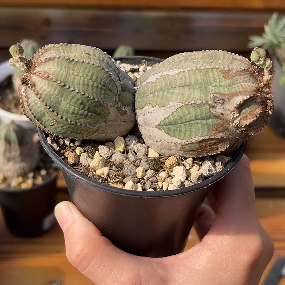 精品双头布纹球，石化