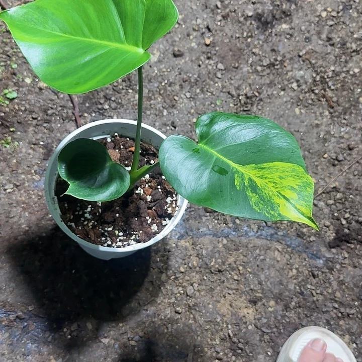 全部花朵随*龟背竹植物一物一拍