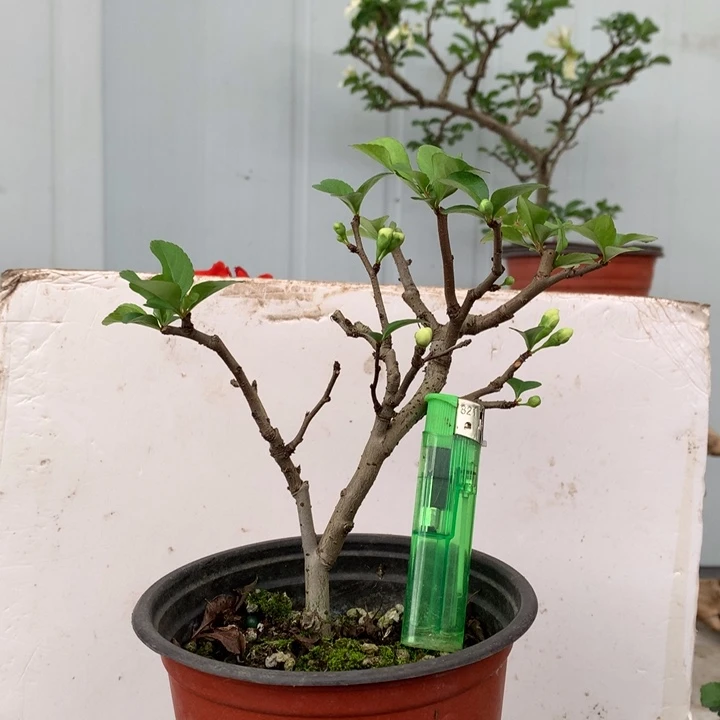 无花朵陳**金随单