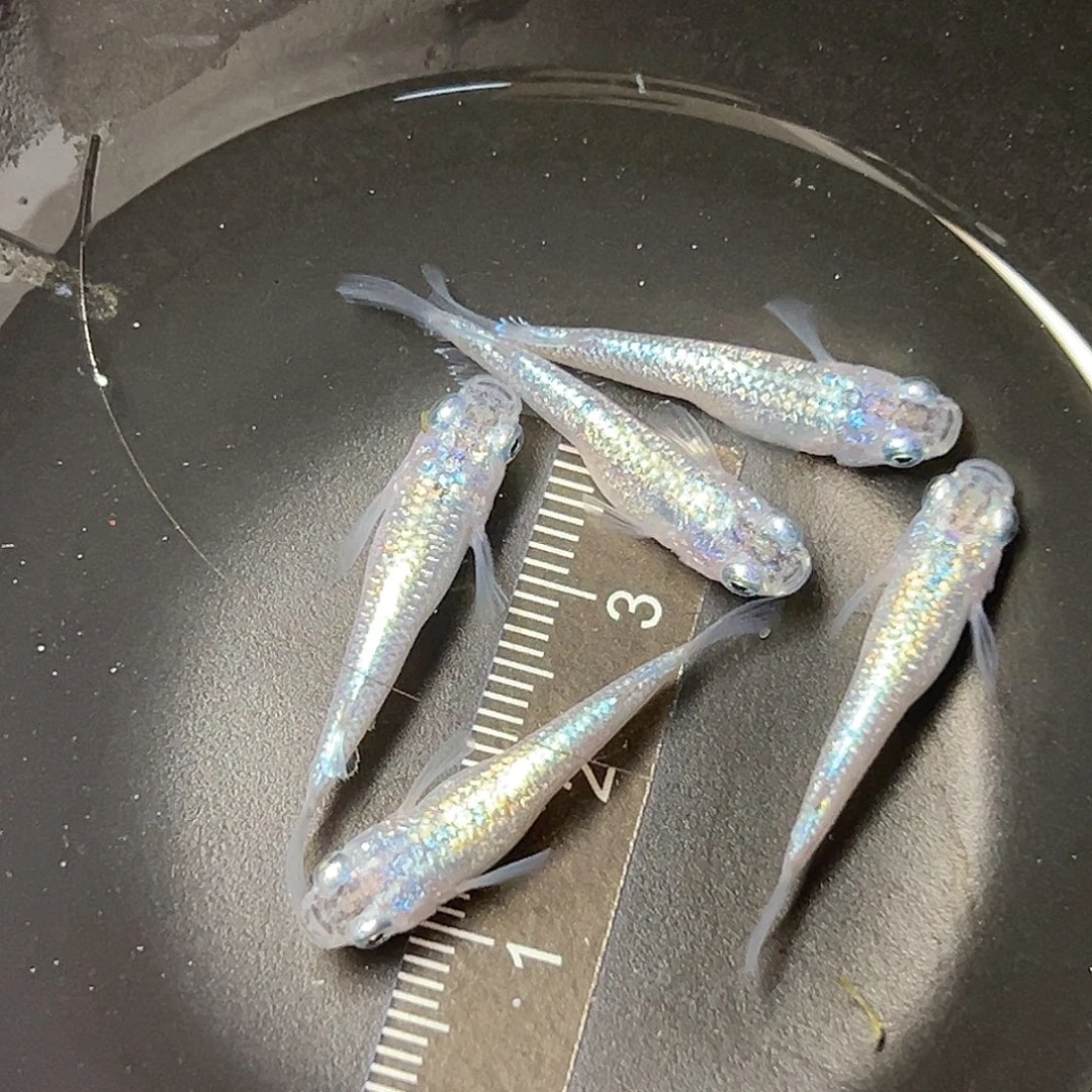 海水蓝宝石X狼牙65
