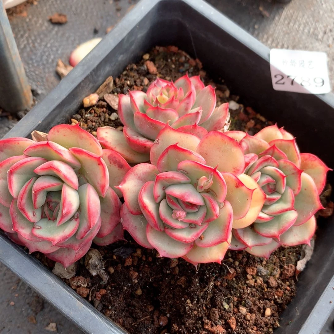 2789有叶伤特价处理