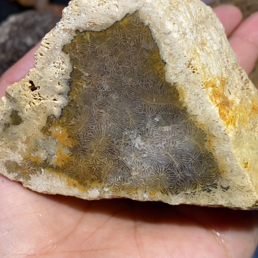 【闪购商品】硅化玉珊瑚玉未镶嵌