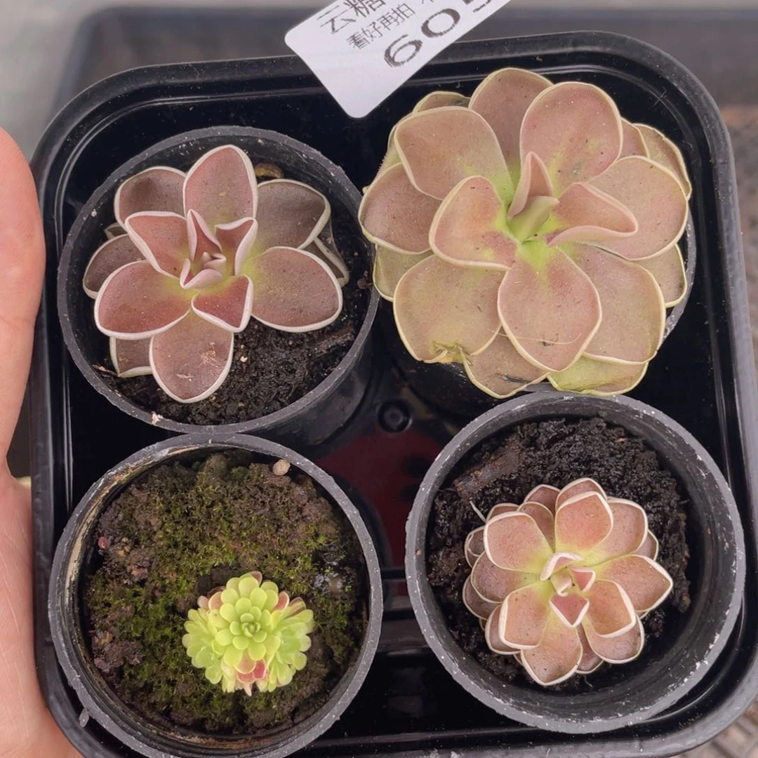 云糖心多肉植物605