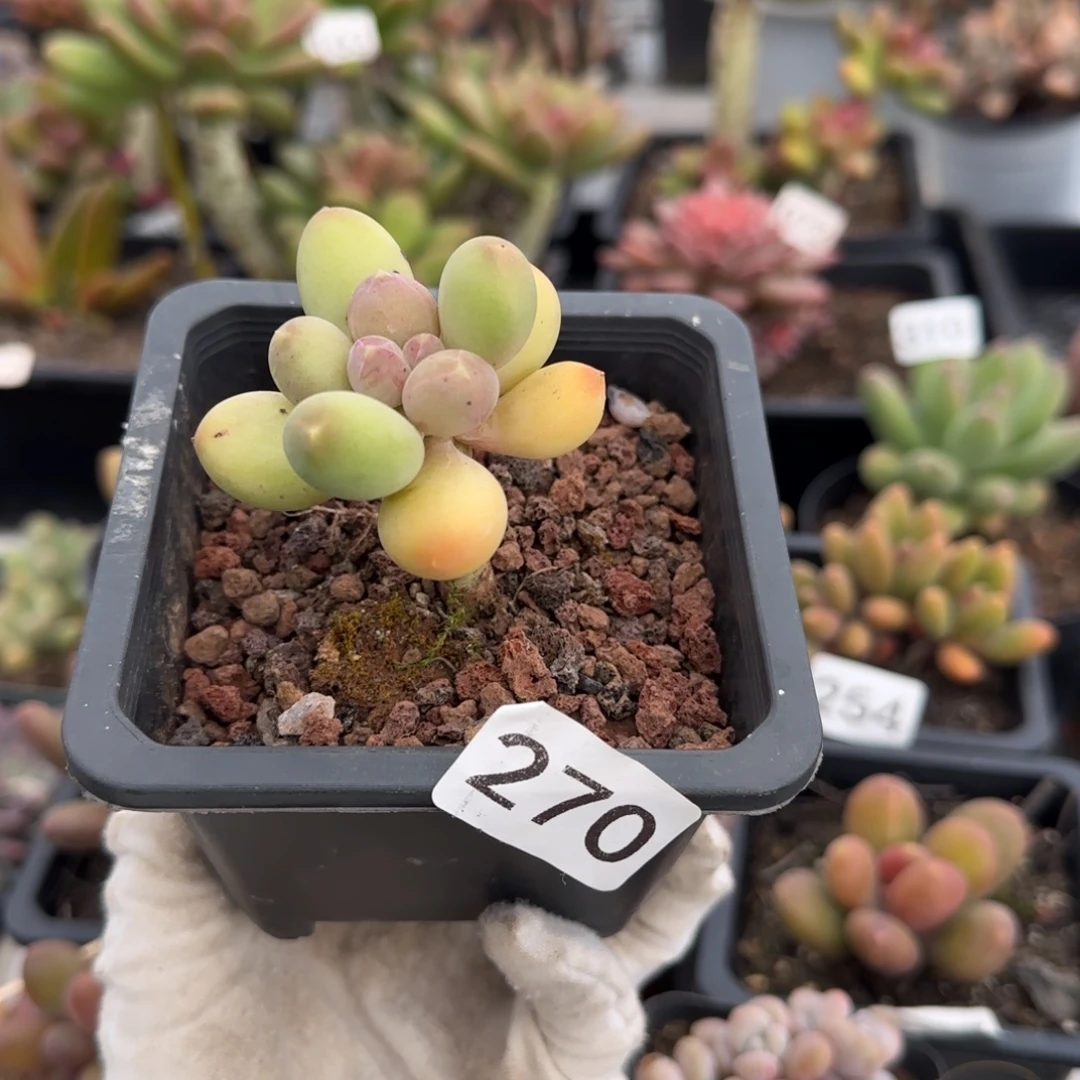 270号一物一拍一物一拍