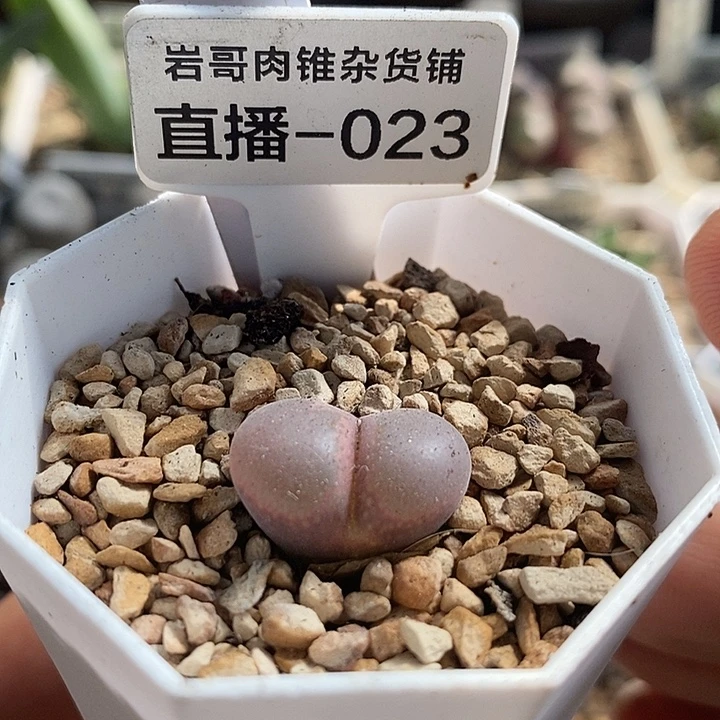 梅萨种源红宝石风铃