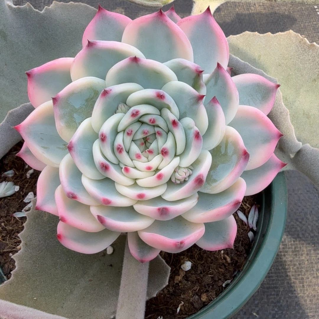 吉娃娃锦锦上园艺一物一拍