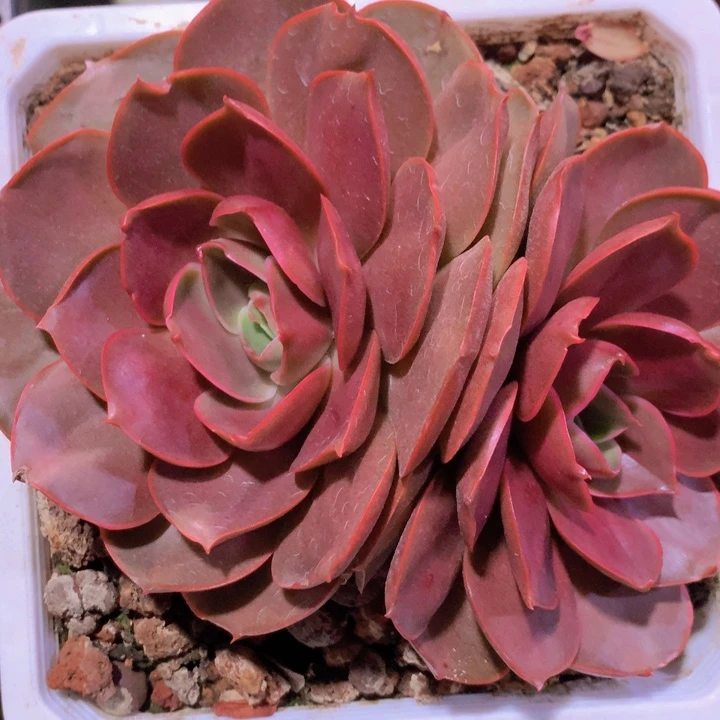 双头红灯一物一拍