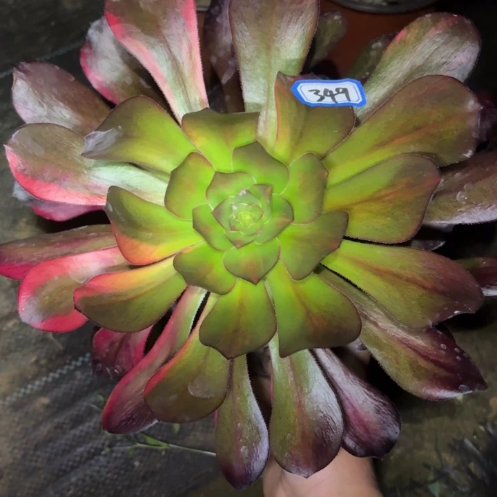 一物一拍巫毒七彩349