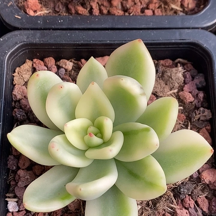 祝之松锦多肉植物