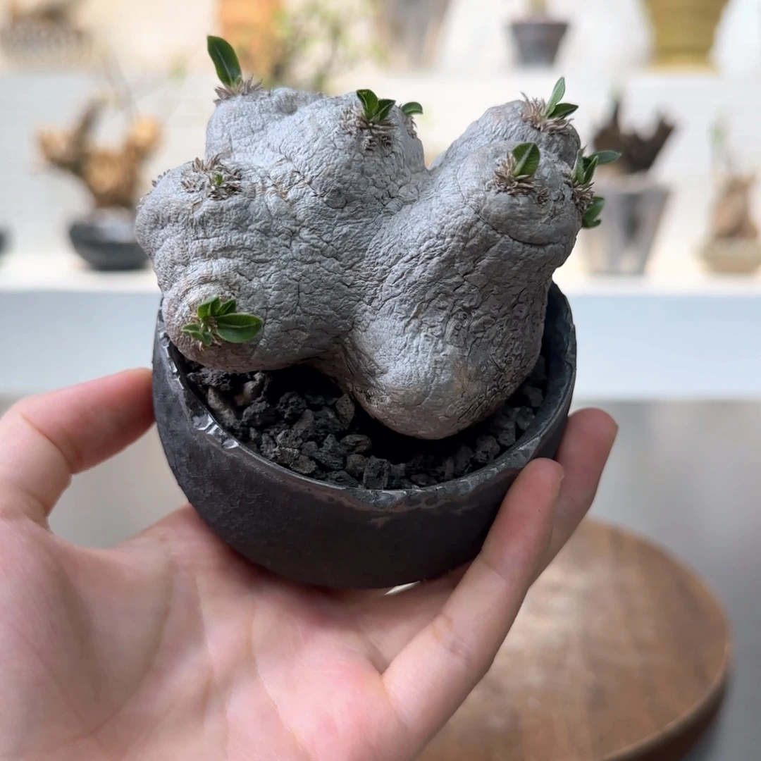 产地惠比须笑一物一拍