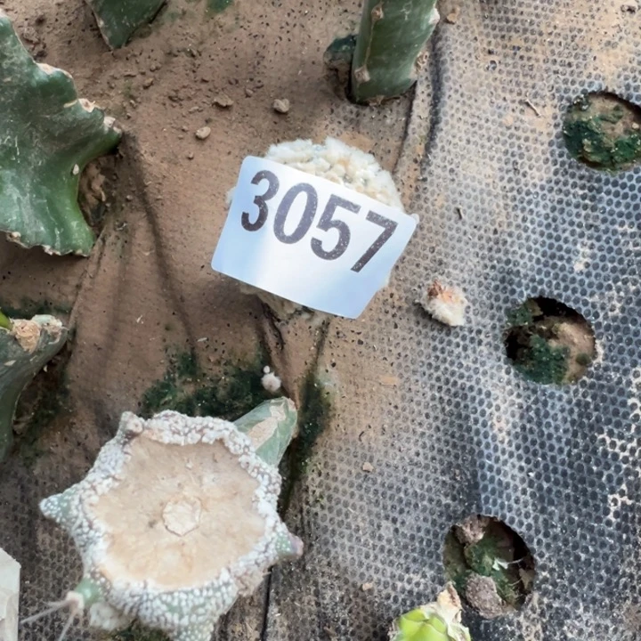 ?*?花园兜仙人球3057号