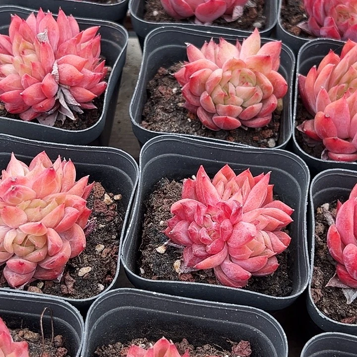 团004    两盆  花歌