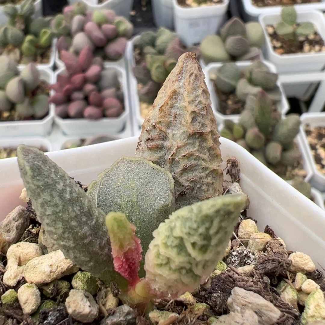 倒刺融化纹冰激凌大苗多肉