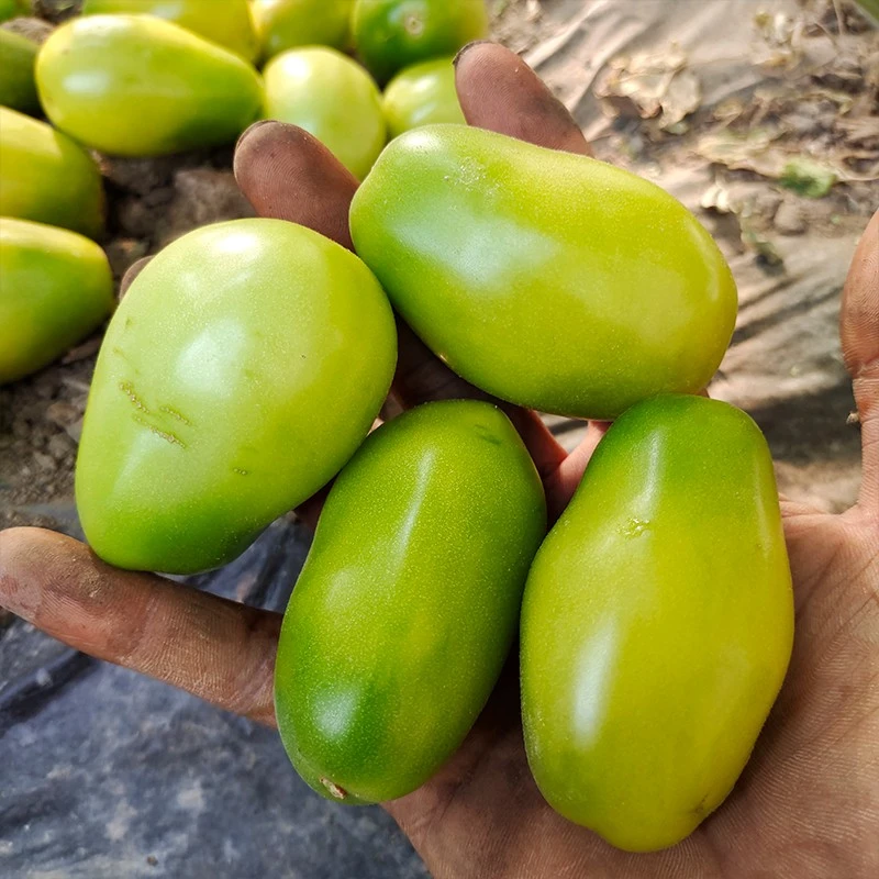 翡翠李子种子3粒老品种可留种（荒野拾遗录）满29包邮