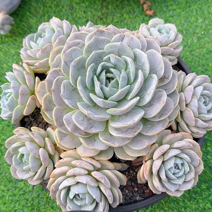 劳林多肉植物一物一拍