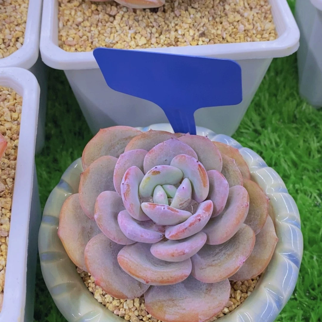 开心多肉植物多肉