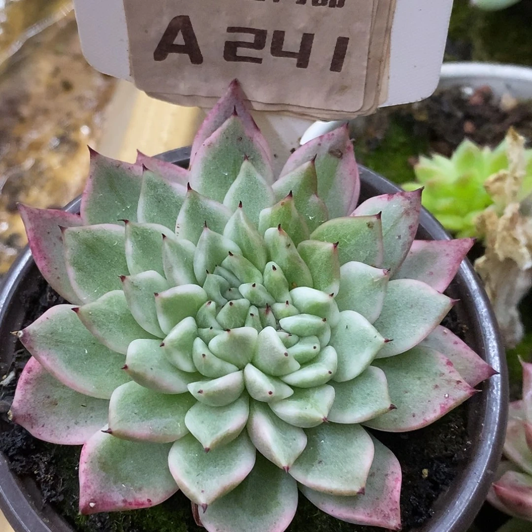 241哈哈哈哈哈哈哈哈哈