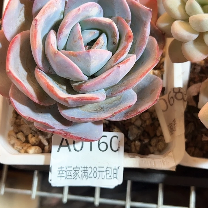 幸运的是我的朋友们