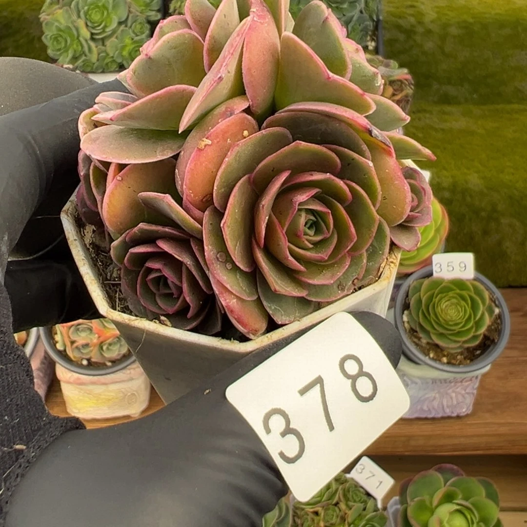 378泽兰朵朵6厘米