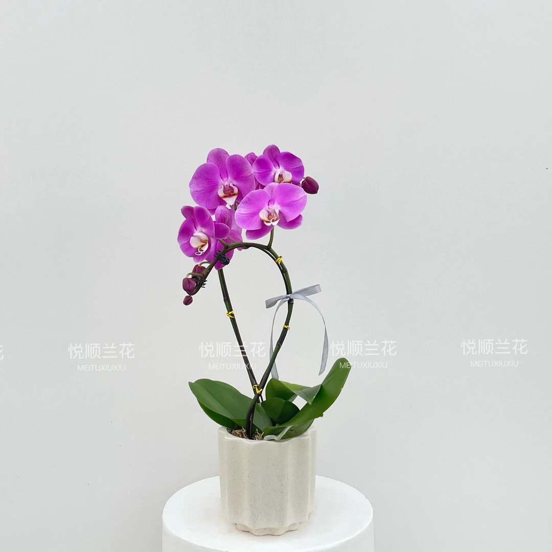 蝴蝶兰 梦幻女郎 叶片自然开裂 花期长(直播专属)