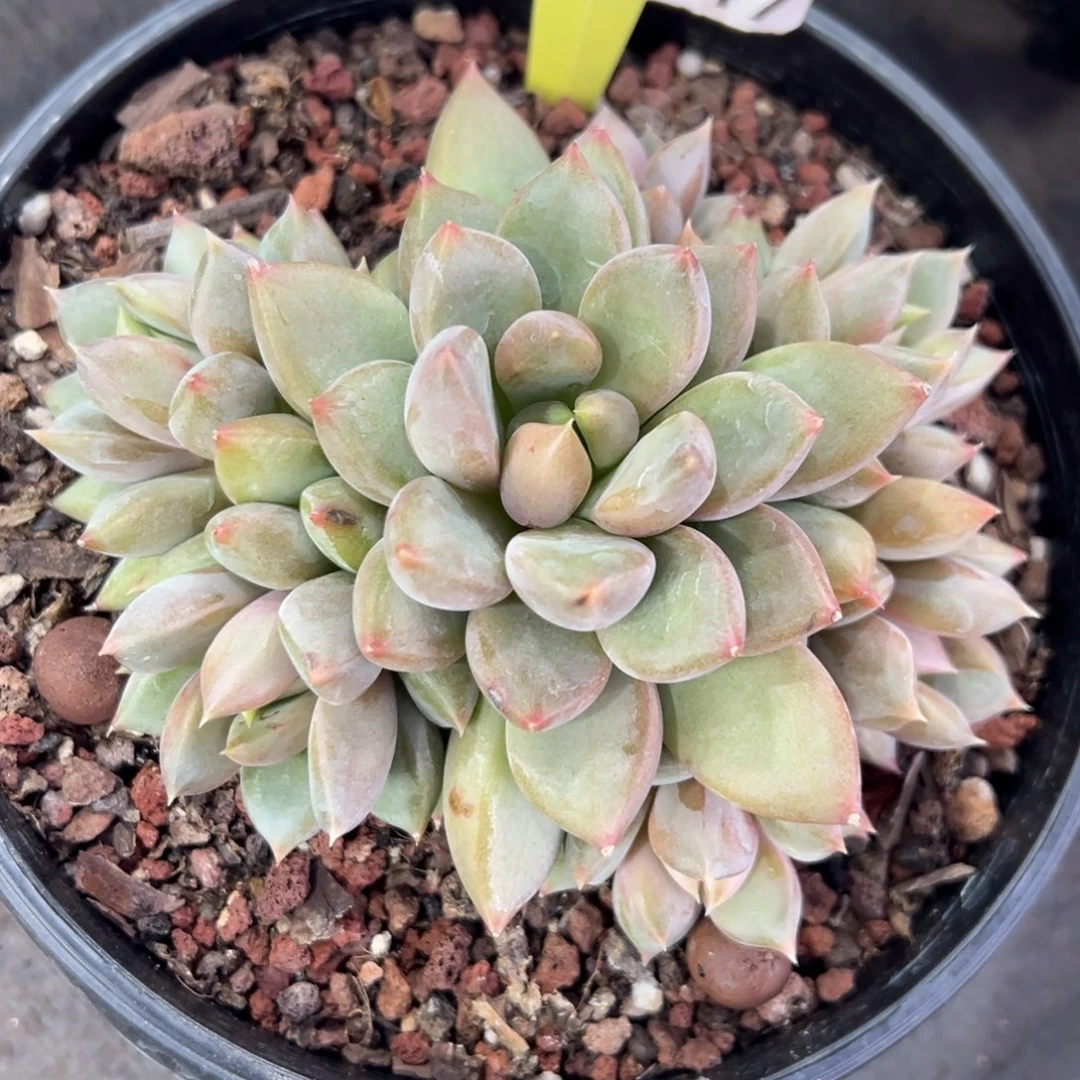 1103147 黄体象牙手捧