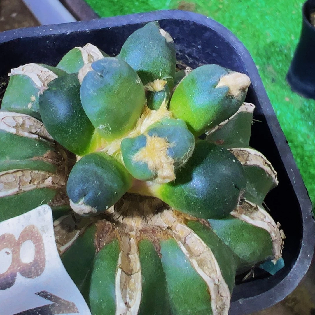 *****无花朵福利蓝白蛋尤牡丹818