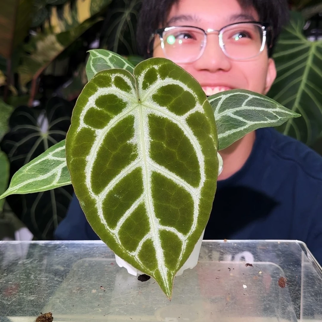 完全开放S59  木克力杂铜锣烧