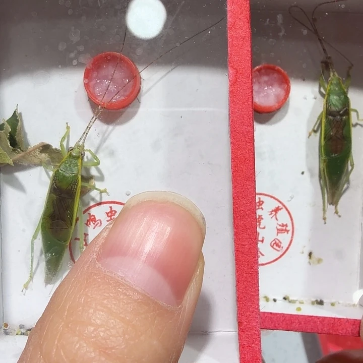 蟋蟀两条金钟包邮